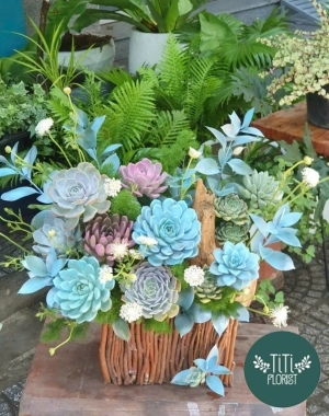 Chậu  hoa sen đá 