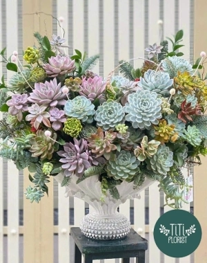 Chậu hoa sen đá đẹp 