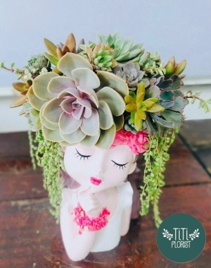 Chậu sen đá cô gái xinh 