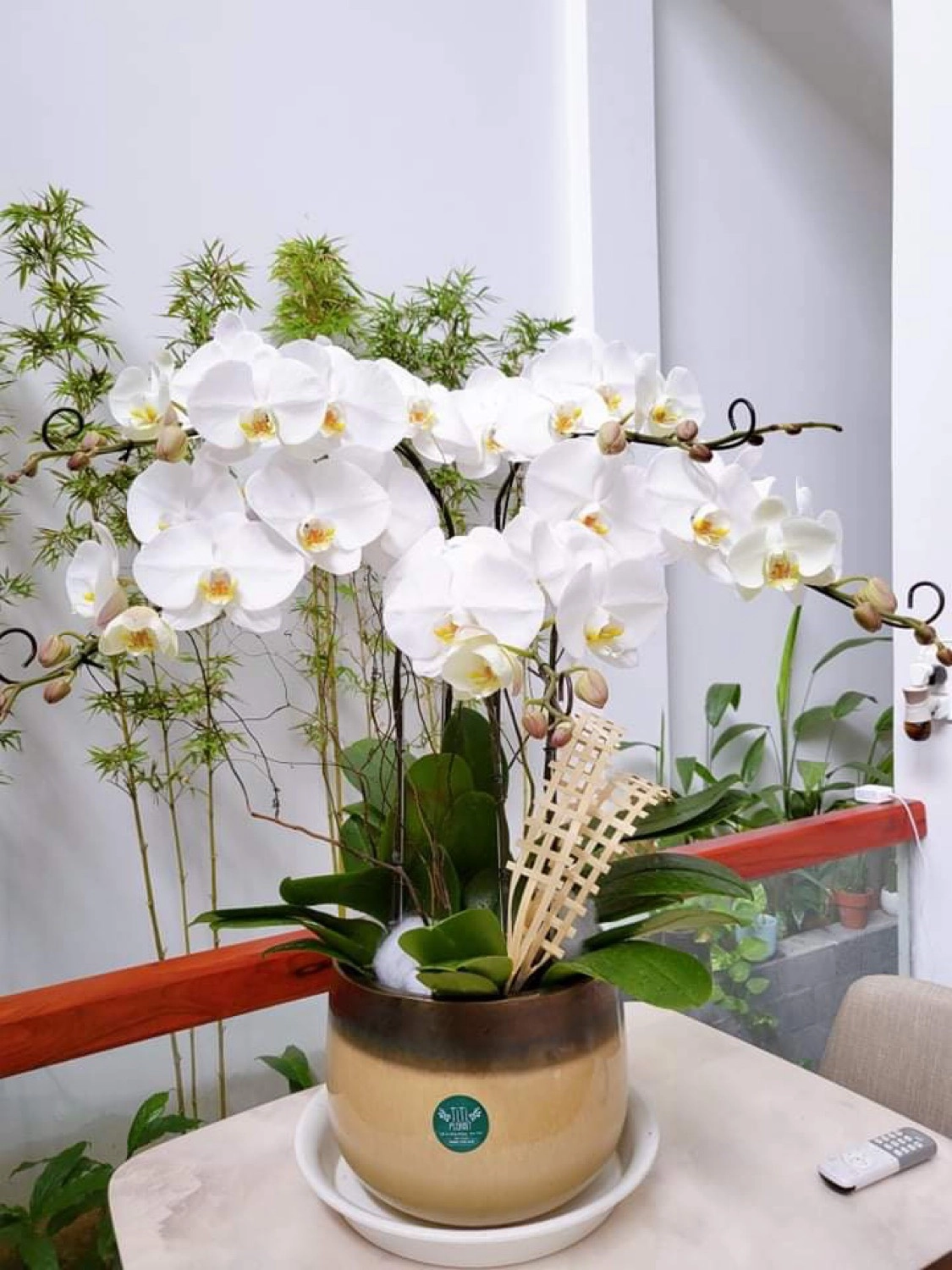 Lan hồ điệp trắng 