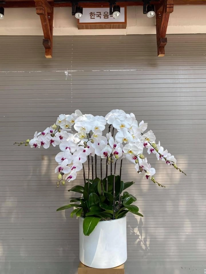 Lan hồ điệp trắng chậu tròn 