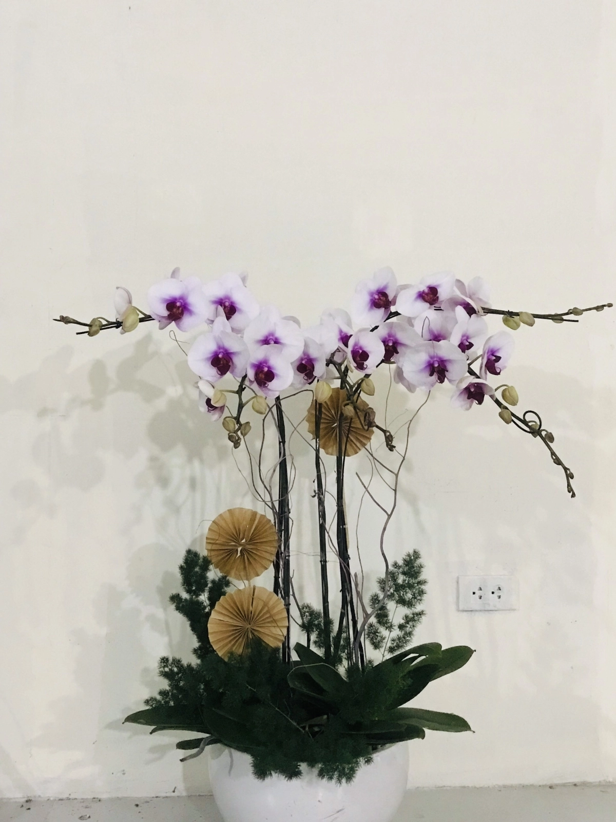 Lan hồ điệp trắng tím 