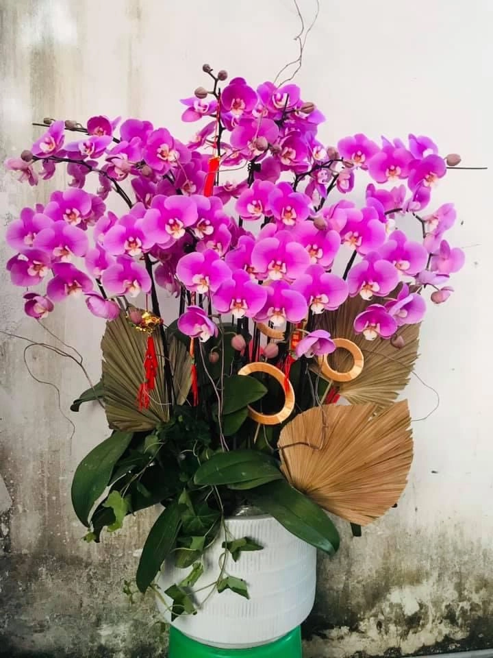 Lan hồ điệp tím mộng mơ 