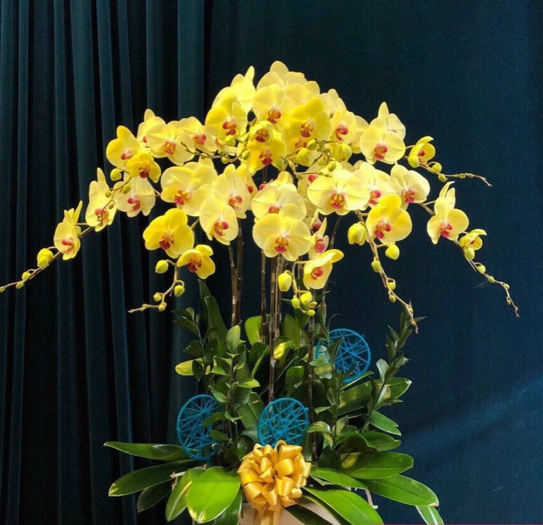 Lan hồ điệp vàng 