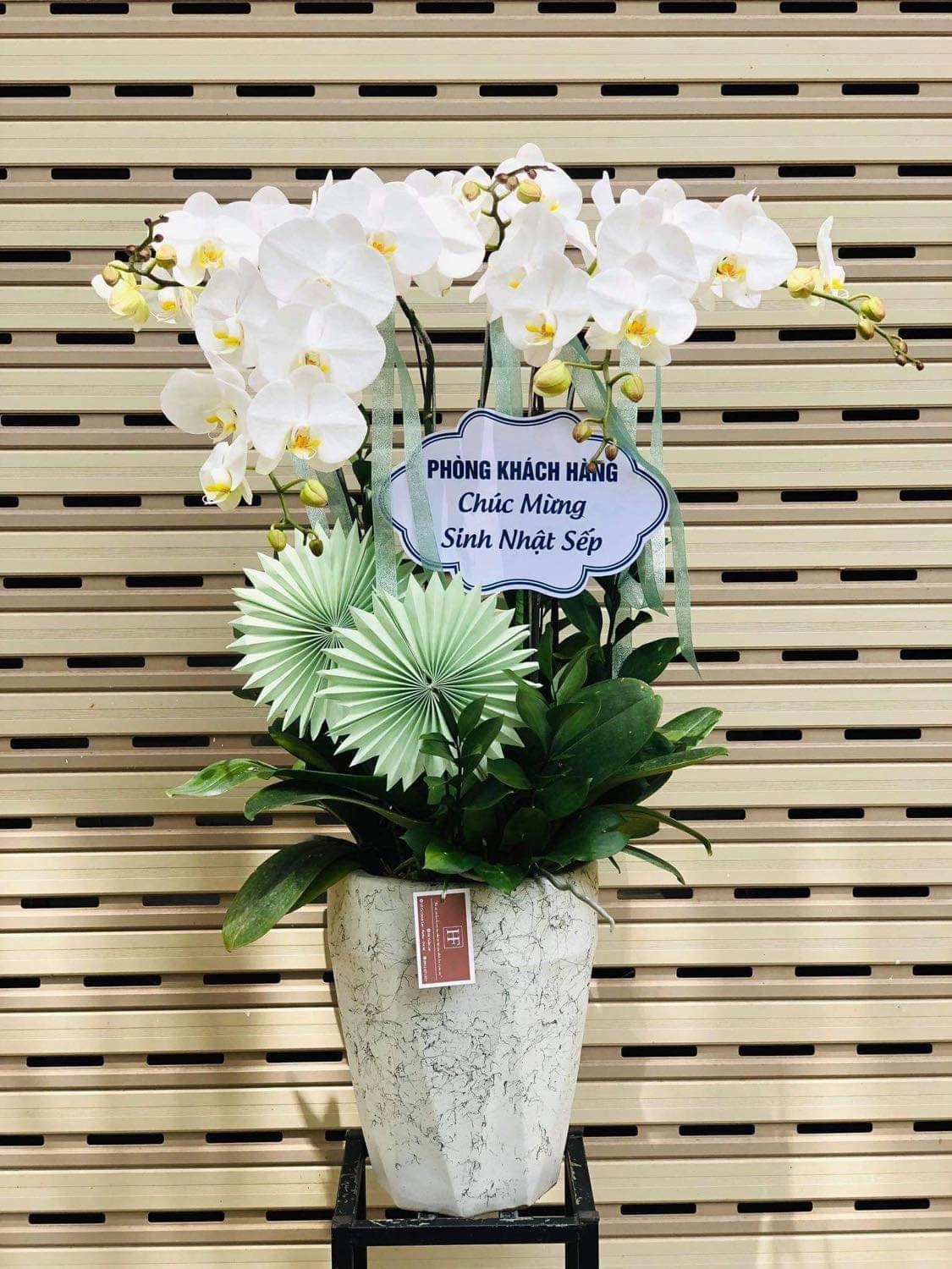 Lan hồ điệp trắng khai trương 