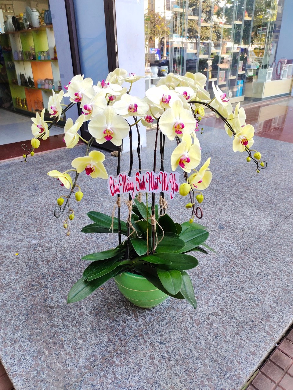 Lan hồ điệp vàng xinh