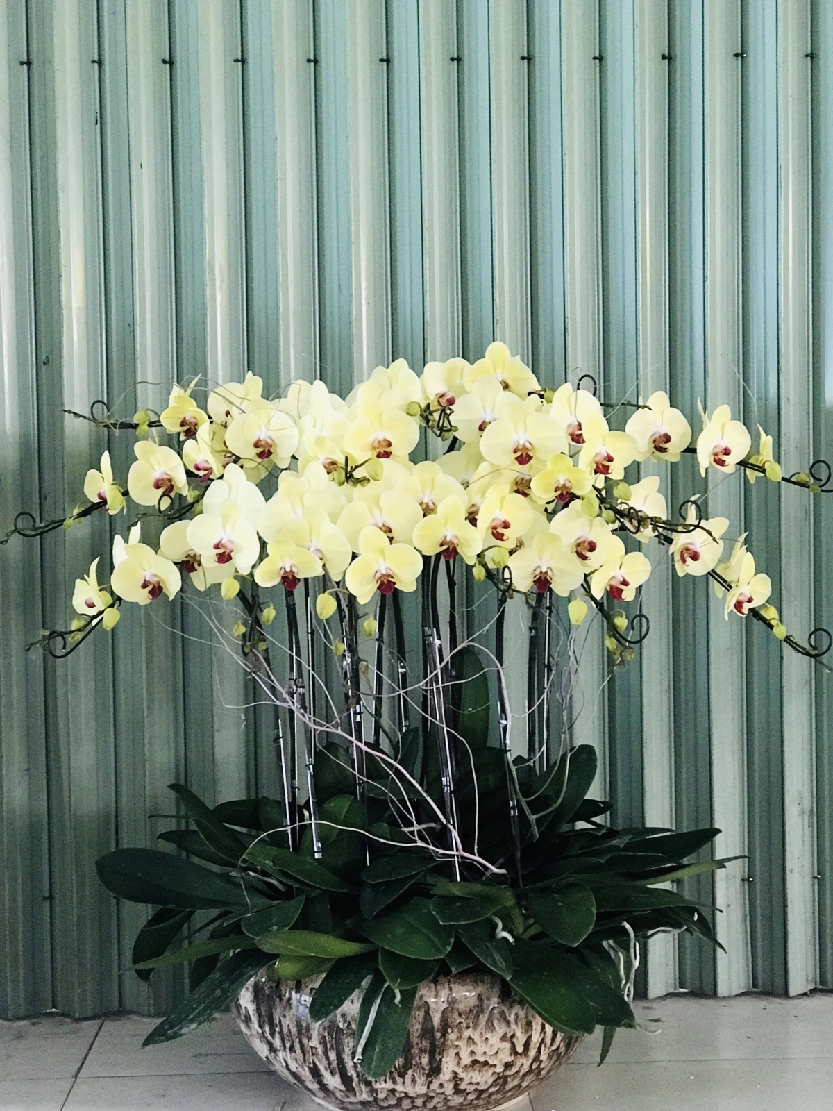 Lan hồ điệp vàng chậu lớn 