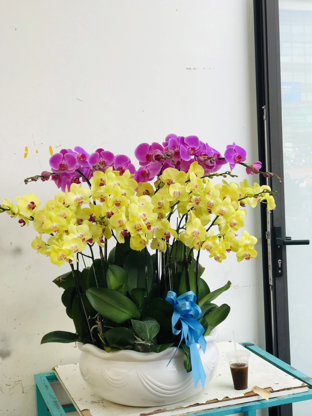 Lan hồ điệp chậu vàng tím 