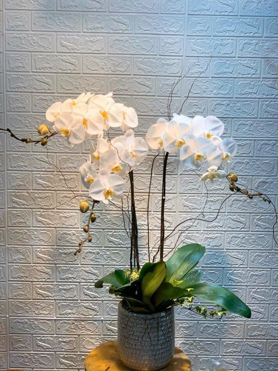 Lan hồ điệp trắng 4 cành