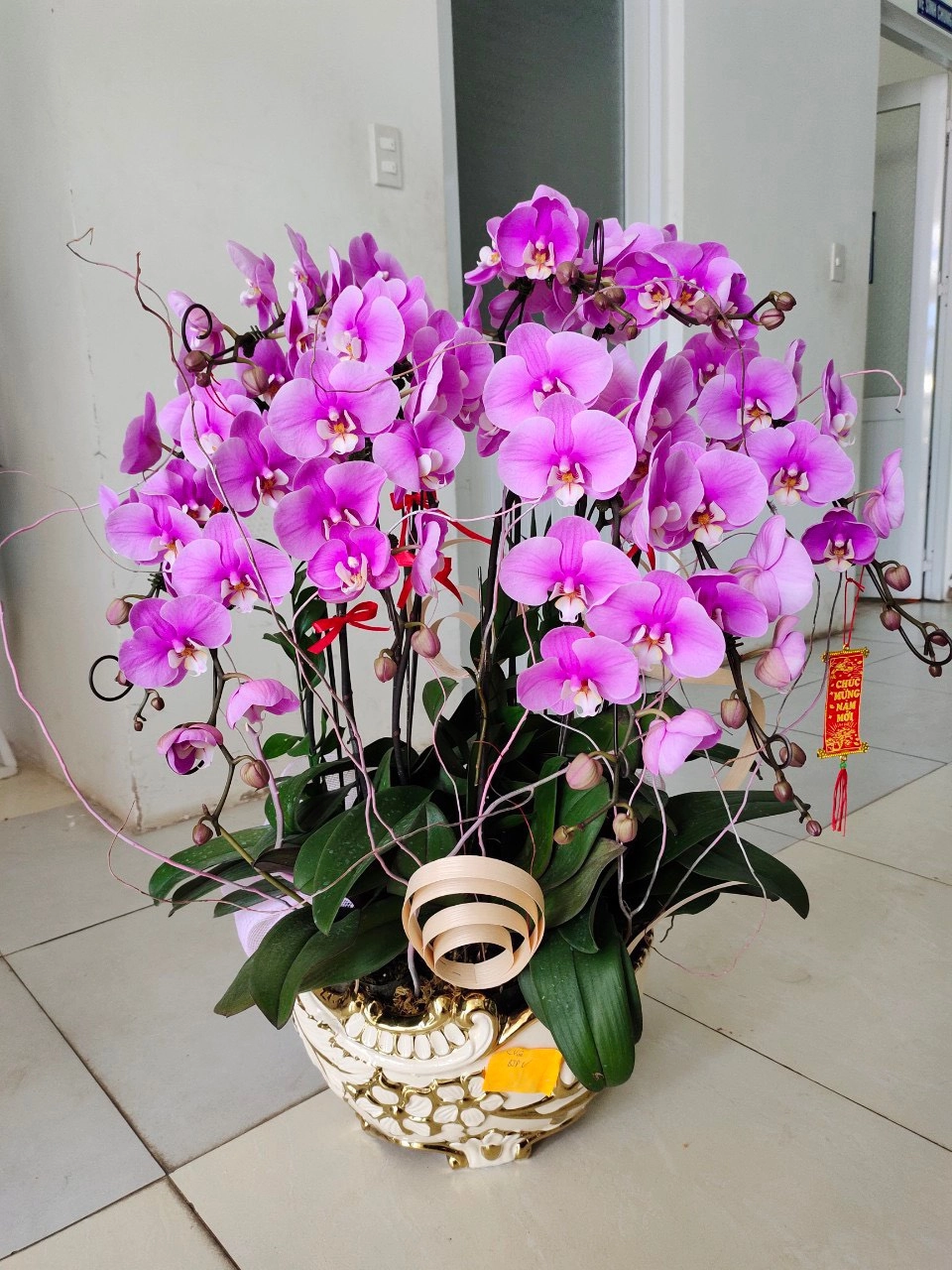 Lan hồ điệp mừng khai trương