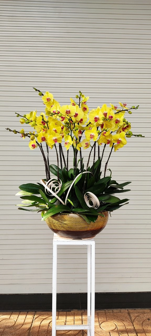 Lan hồ điệp vàng khai trương