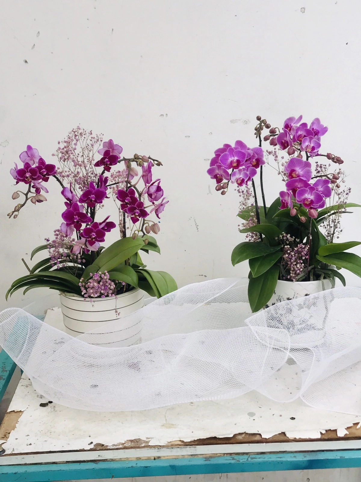 Lan hồ điệp 2 chậu tím 