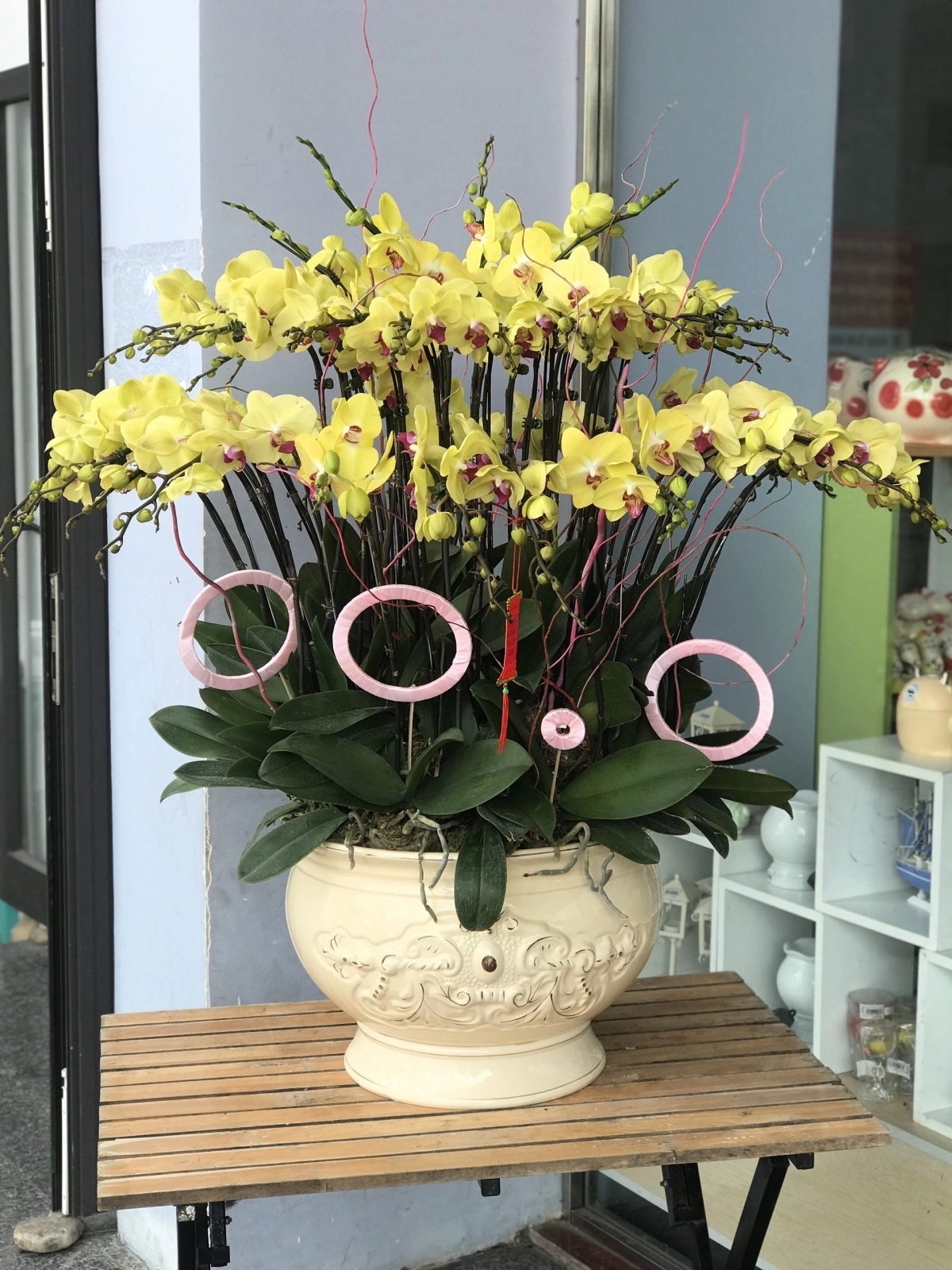 Lan hồ điệp vàng hội nghị 