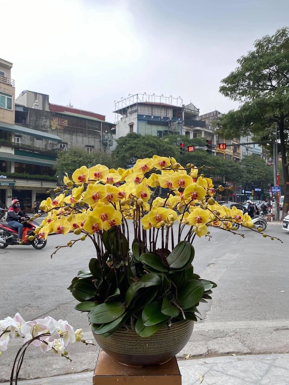 Lan hồ điệp vàng tươi