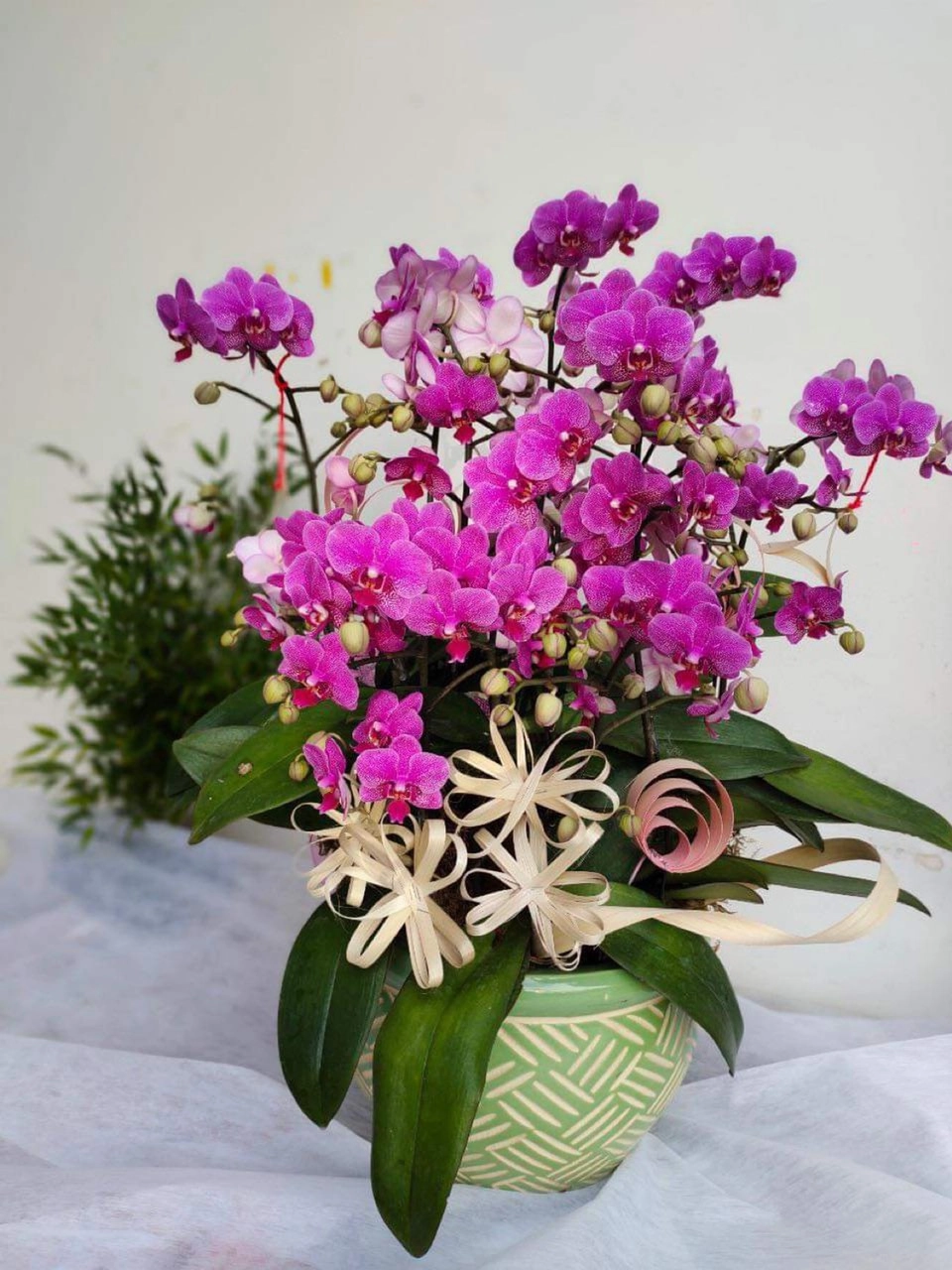 Lan hồ điệp giá rẻ