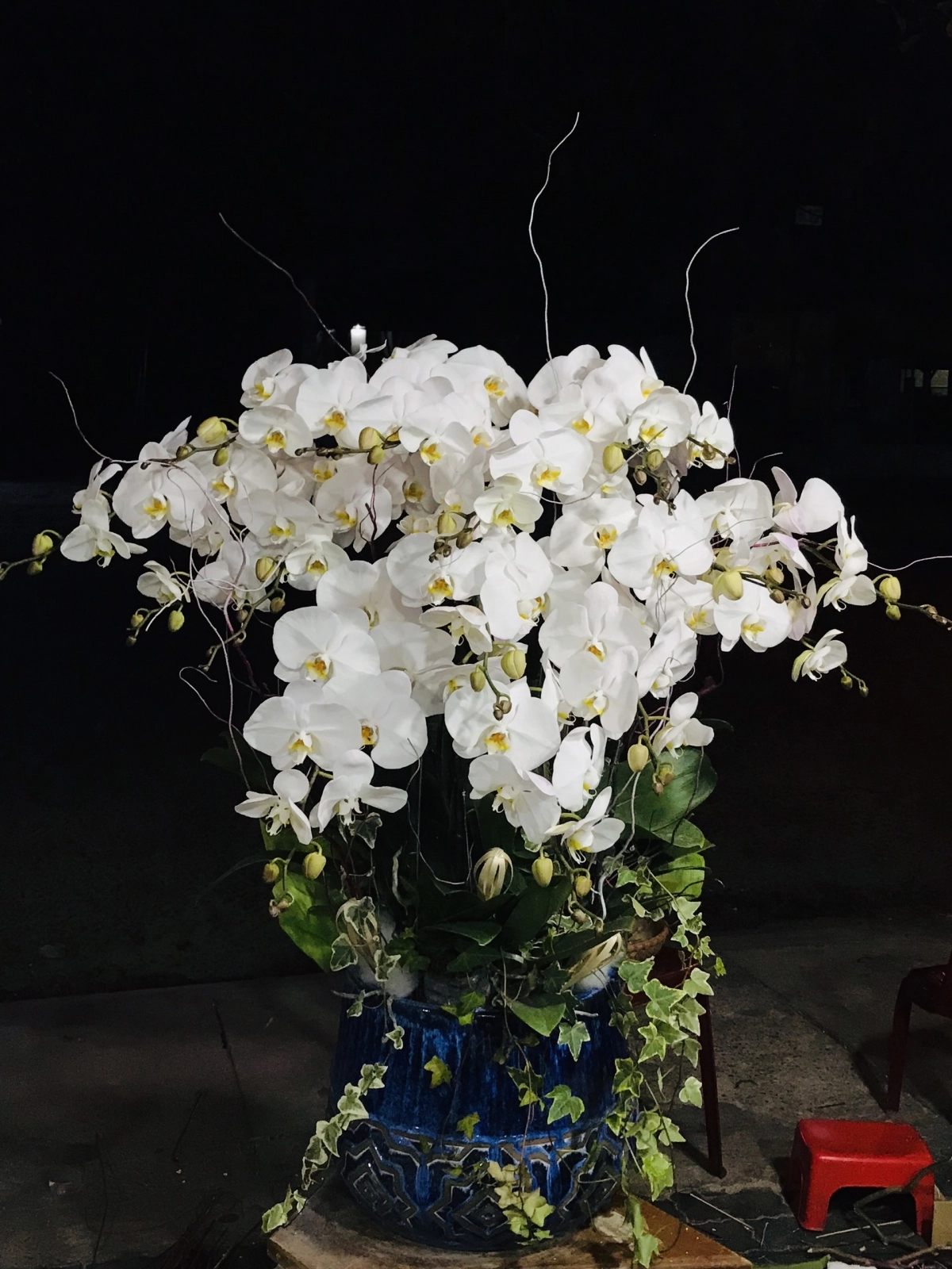 Chậu lan hồ điệp trắng 