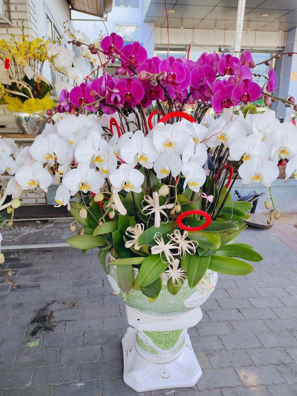 Chậu lan hồ lan điệp 