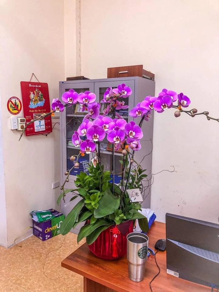 Chậu lan văn phòng 