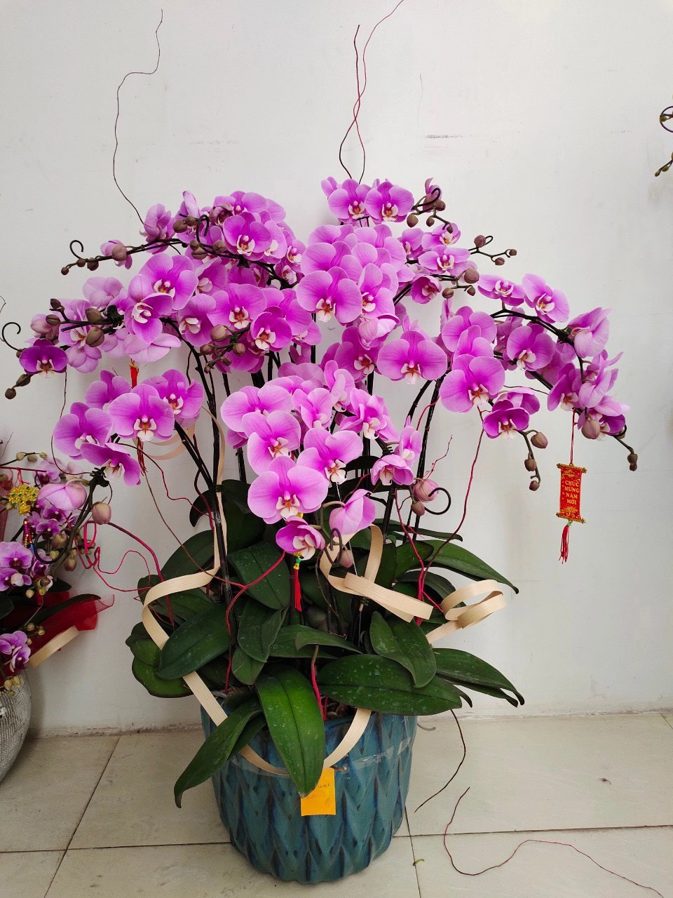 Chậu lan hồ điệp tím 