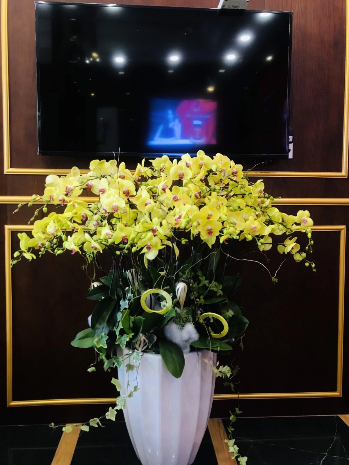 Chậu lan hồ điệp vàng chậu trắng 