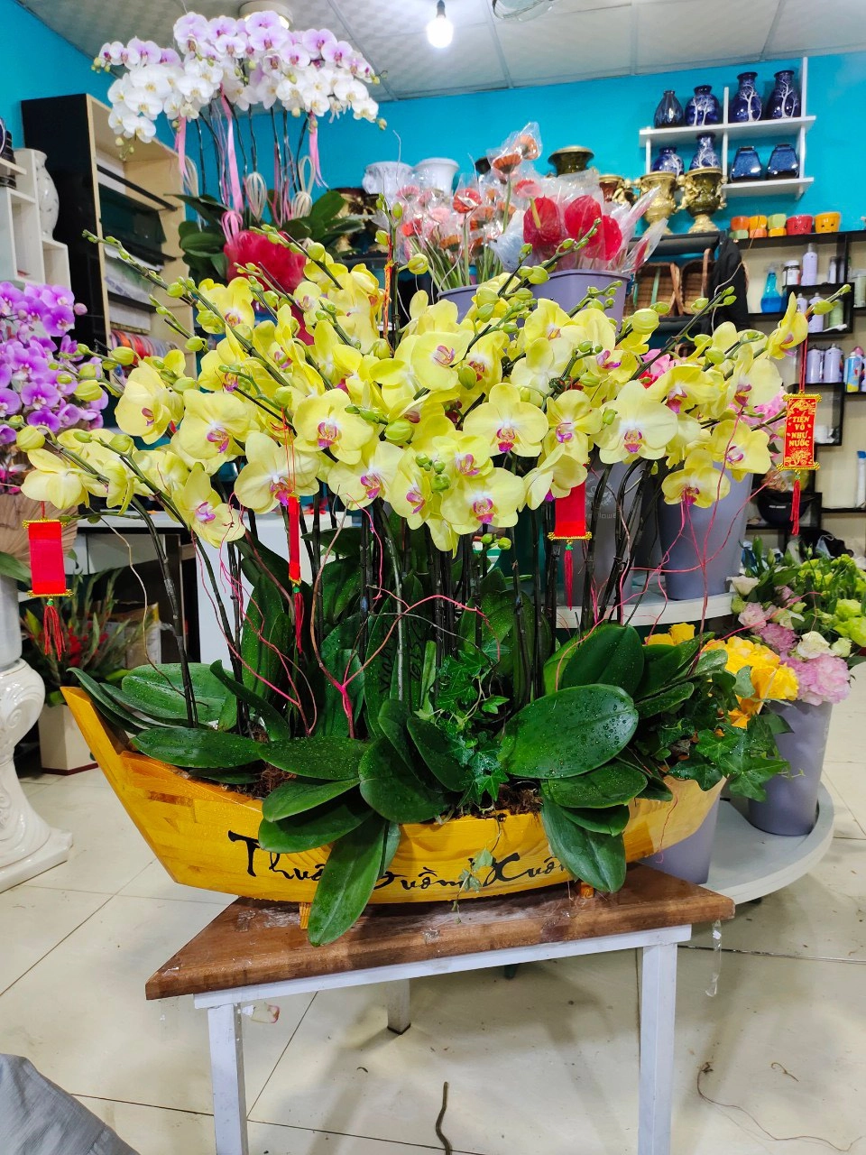 Chậu lan hồ  điệp thuyền vàng 