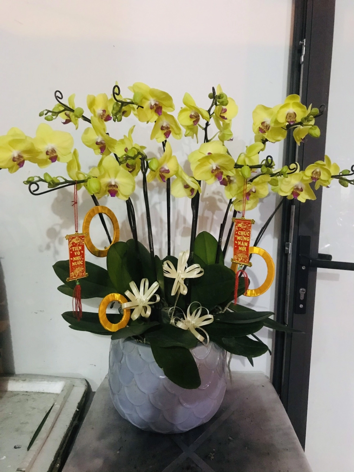 Chậu lan hồ  điệp vàng 