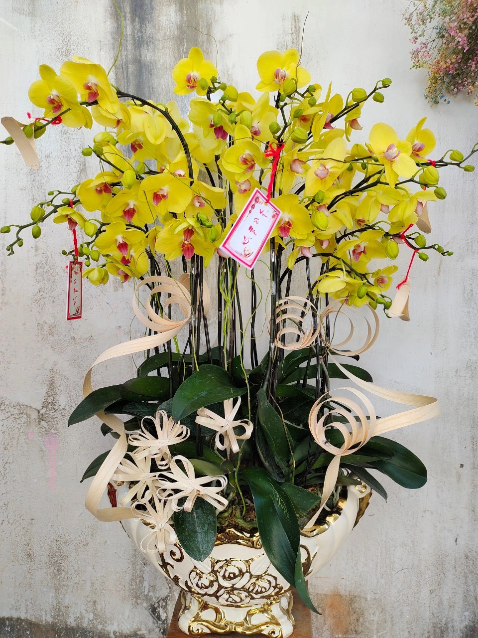 Hoa lan hồ điệp vàng  đẹp 