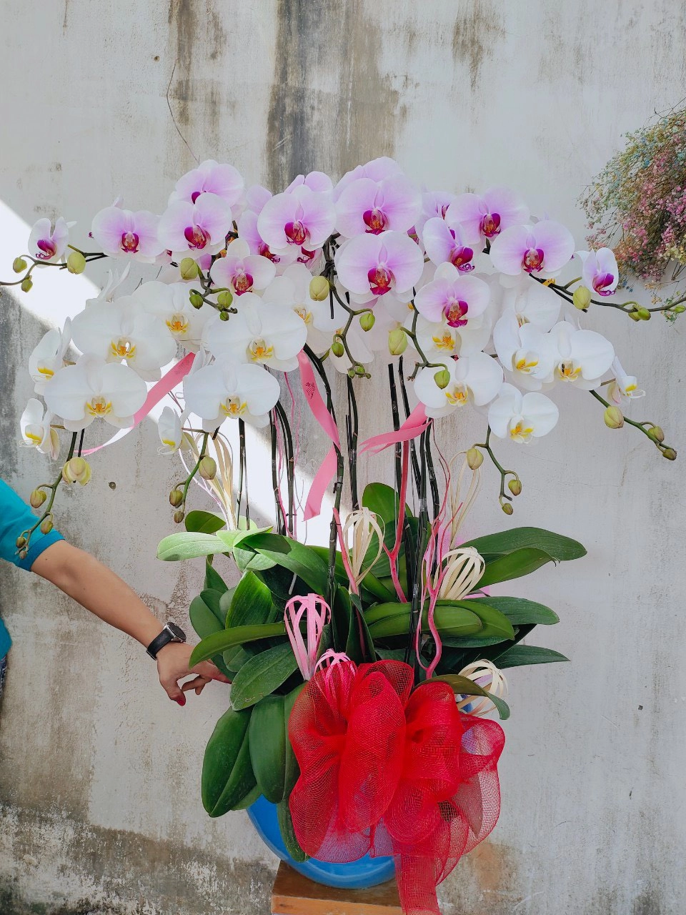 Chậu hoa lan hồ điệp trắng