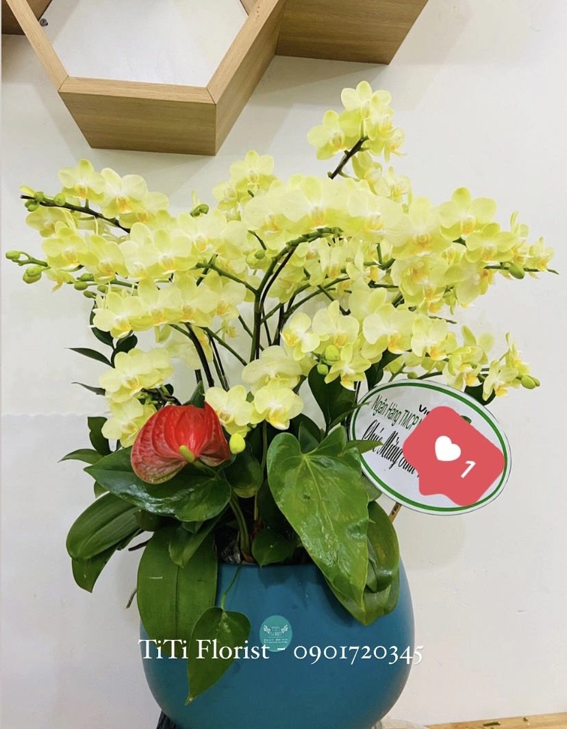 Chậu lan hồ điệp xanh cốm đẹp