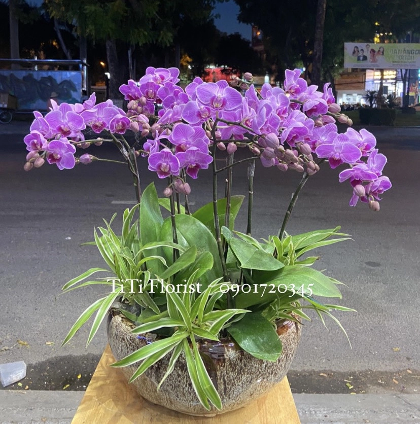 Chậu lan hồ điệp để bàn màu tím