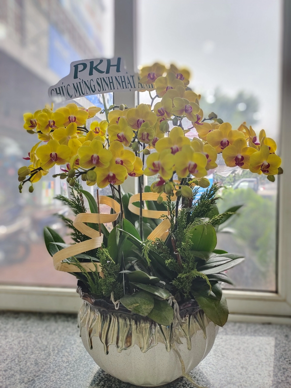 Chậu lan hồ điệp mừng sinh nhật