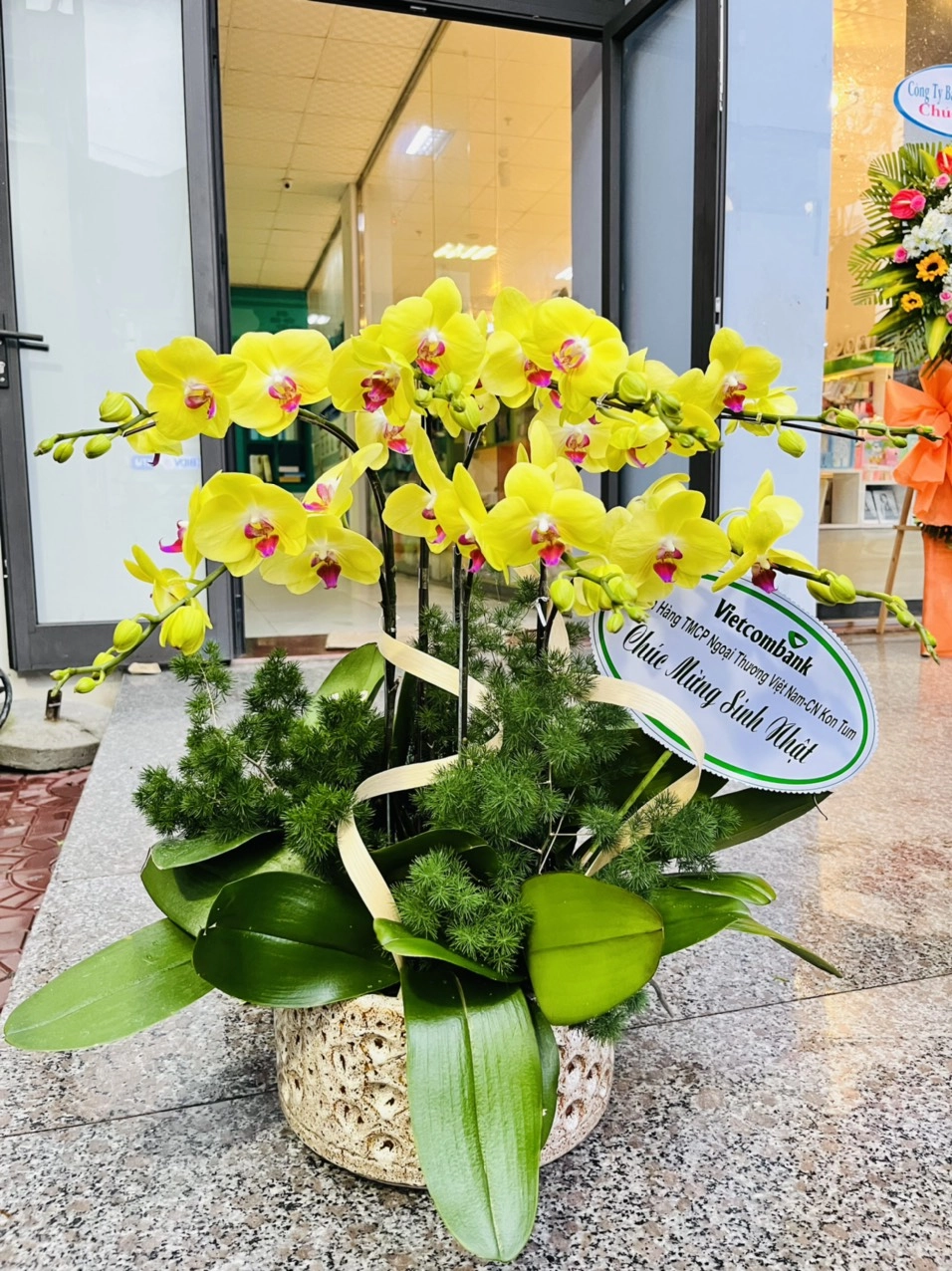 Chậu lan hồ điệp vàng để bàn 